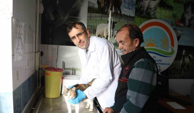 Kedi ve köpeklere mikroçip uyarısı: 31 Aralık son gün