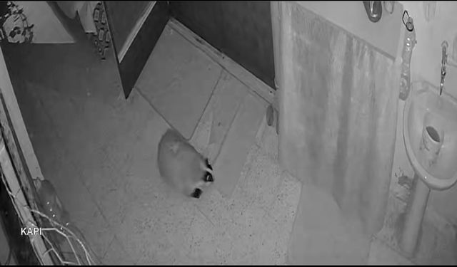 Kedilerinin mamasına dadanan porsuk için evine alarm sistemi kurdu