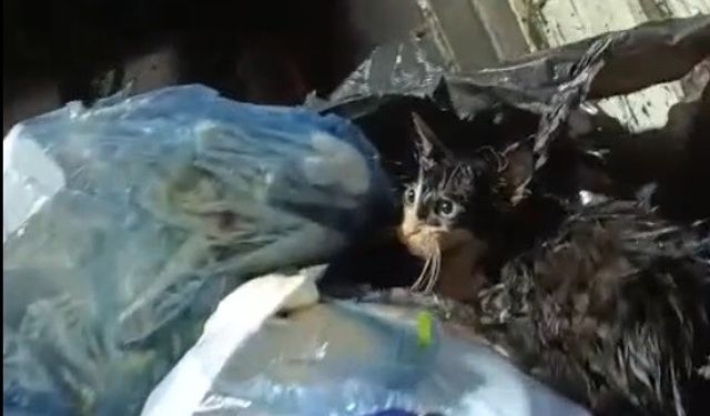 Kediyi poşete koyup çöpe attılar