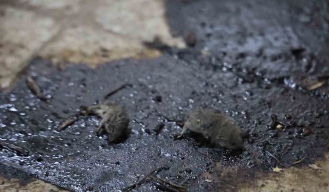Kilis’te mide bulandıran hijyen skandalı: Merdiven altı üretimde fareler bulundu