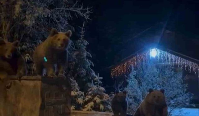 Kış uykusuna yatmayan ayılar böyle görüntülendi