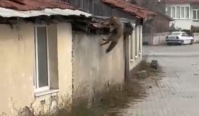 Köpek seslerini duyan tilkinin yaşadığı panik kamerada