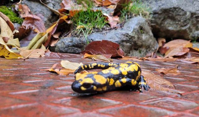 Koruma altındaki ’Benekli Semenderler’ Kemaliye’de görüntülendi