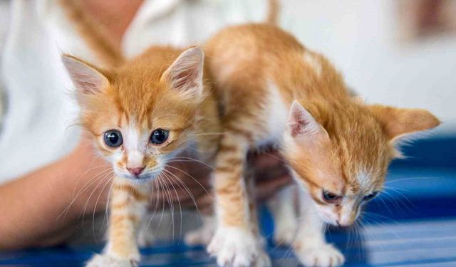 Kuşadası Belediyesi Veteriner İşleri Müdürlüğü’nden ‘mikroçip taktırın’ uyarısı