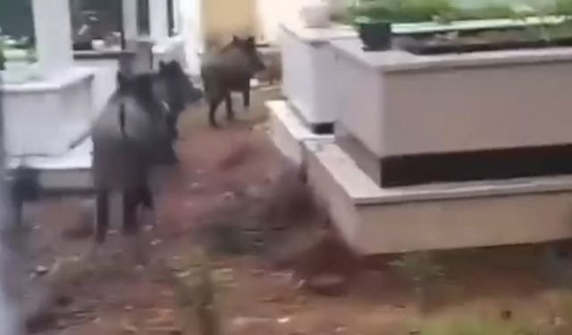 Marmaris’te domuz istilası sürüyor: "Yeni adres mezarlıklar"