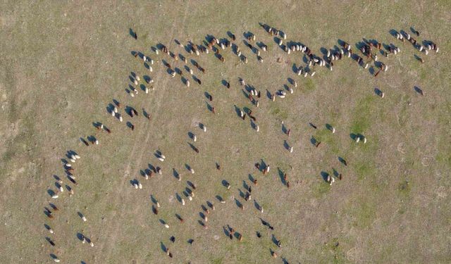 Muş’ta kar yağmayınca yem giderleri azaldı