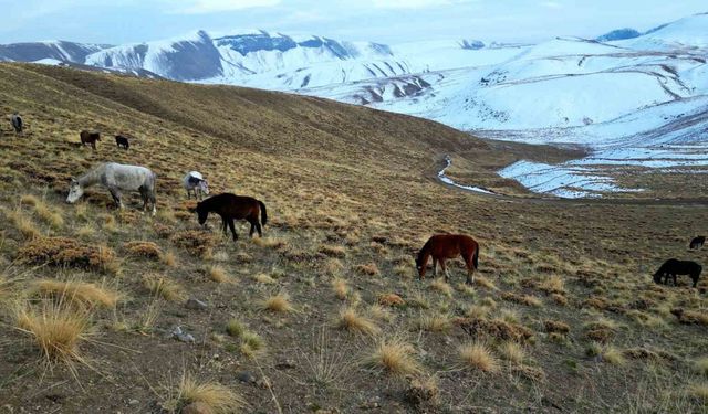 Nemrut Kalderası’nda at sürüsünün gizemli yolculuğu
