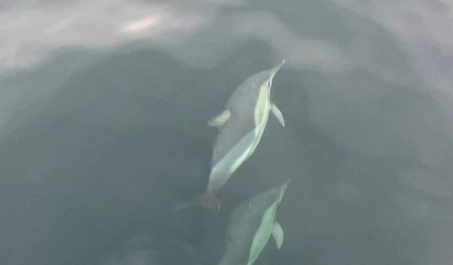 Ordu’da yunusların balıkçı tekneleriyle yarışması görsel şölen oluşturdu