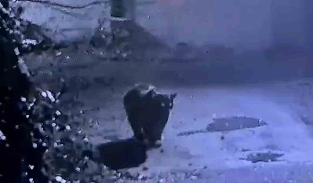 Rize’de avcıların yakalayamadığı ayı güvenlik kamerasına yakalandı