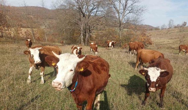 Samsun’da 2026 Şap Aşılama Programı başladı