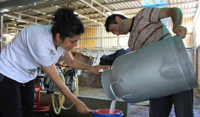 Şapın vurduğu üreticiler süt fiyatında güncelleme istiyor