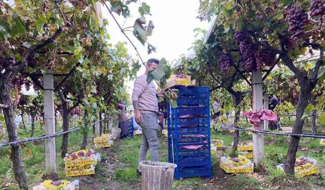 Sarıgöl’de üzüm hasadı devam ediyor