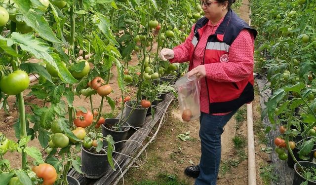 Simav’daki sera alanlarından pestisit denetimi için domates numunesi alımı