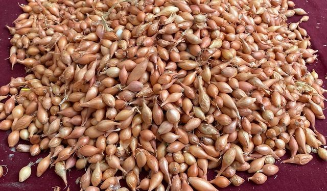 Soğan üreticilerine ‘Dikim zamanı’ uyarısı