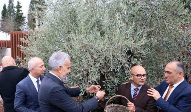 Stratonikeia’da ilk ‘Zeytin Hasat Festivali’ düzenlendi