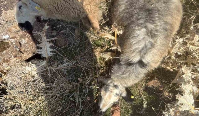 Sürüden ayrılan koyunları kurt kaptı: 28 koyun telef oldu