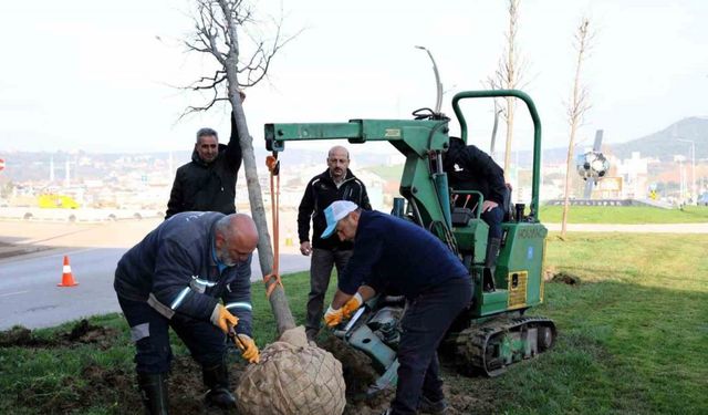 Tramvay çalışmasında sökülen ağaçlar yeni yerlerinde hayat bulacak