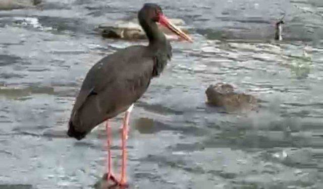 Türkiye’de nadir görülen kara leylek Karabük’te görüldü