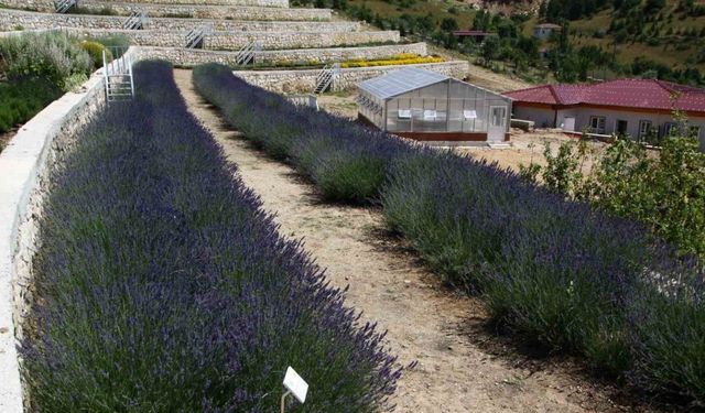 Türkiye’nin en zengin tıbbi aromatik merkezi Eskişehir’de