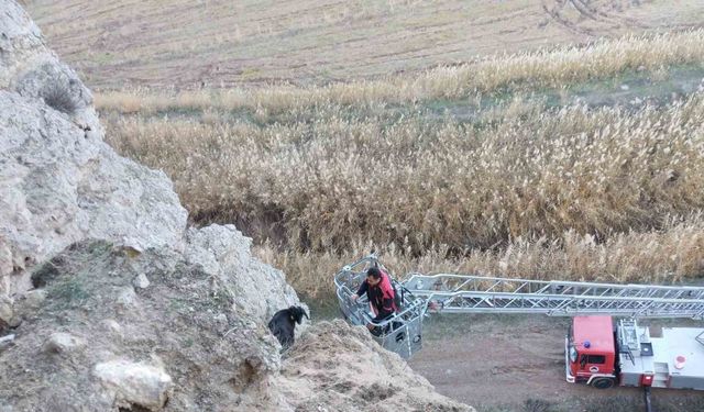 Uçurumda mahsur kalan keçileri itfaiye kurtardı