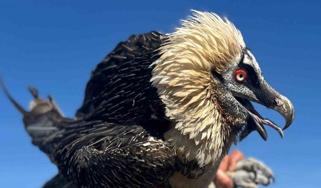 Van’da tedavi edilen yırtıcı kuşlar doğal yaşam alanına salınıyor