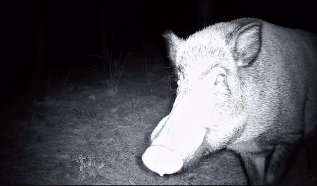 Yaban domuzunun fotokapanla savaşı: Söküp parçalamaya çalıştı