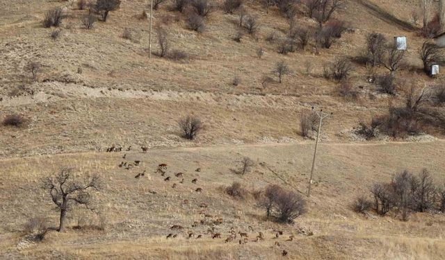 Yaban keçileri tek tek sayılıyor