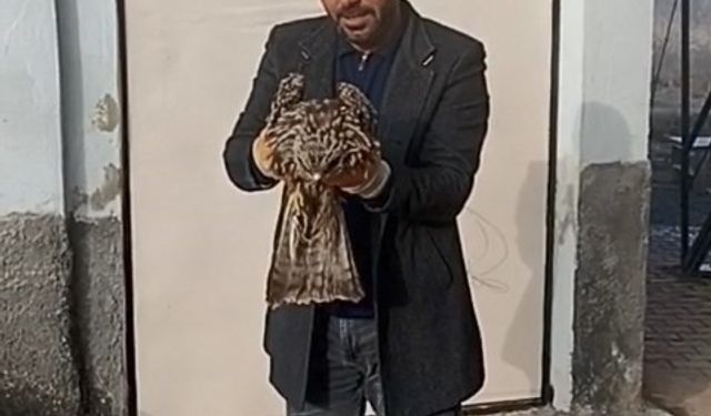 Yaralı kartal koruma altına alındı