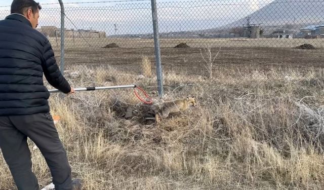 Yaralı kızıl tilki tedavi edilerek doğaya salındı