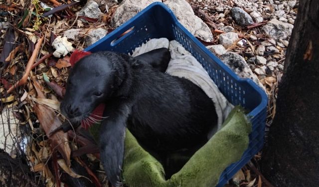 Yavru foka balıkçı şefkati: "Seni iyileştireceğiz evlat"