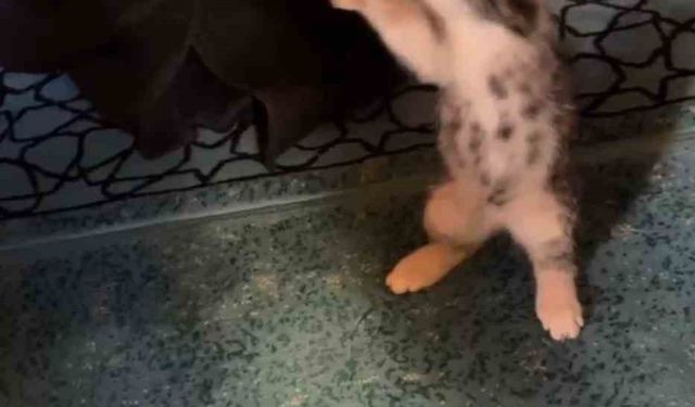 Yavru kedi camide vaaz sırasında cemaatle ve tespihle oynadı