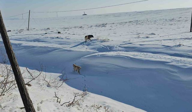 Adilcevaz'da başıboş sokak köpekleri korku saçıyor