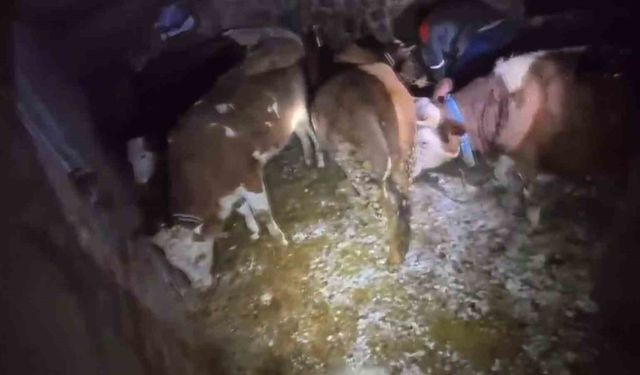 Adıyaman'da ahır çöktü, 3 büyükbaş hayvan telef oldu