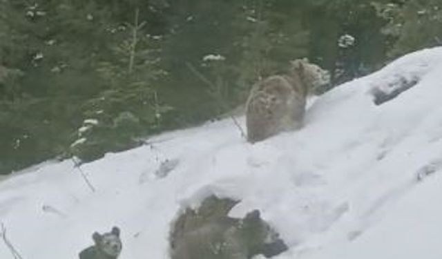 Artvin'de kış uykusuna yatmayan 4 boz ayı kamerada