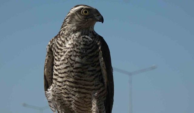 Atmacacılığın serüveni