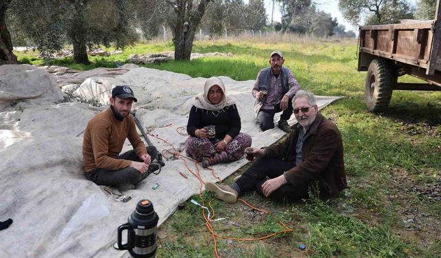 Aydın'da piknik havasında zeytin hasadı