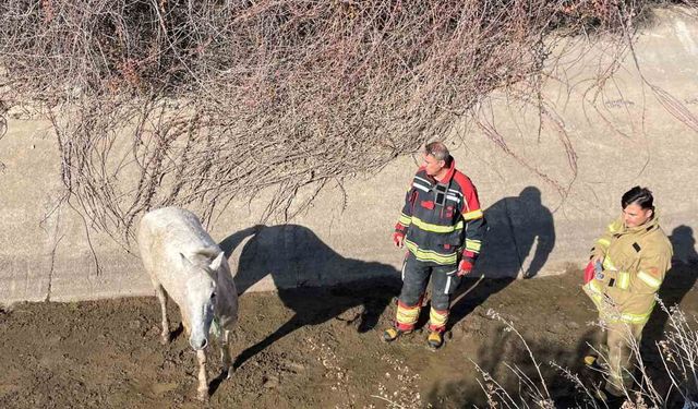 Ayvalık'ta itfaiyeden at kurtarma operasyonu