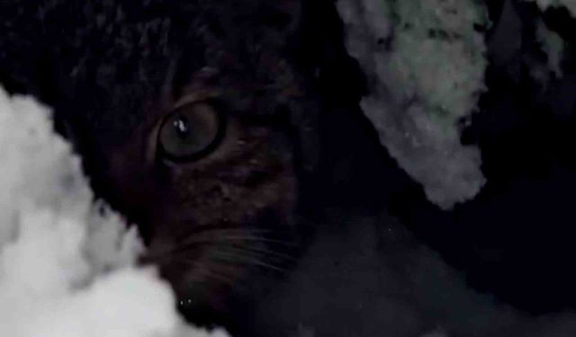Bolu'da karlar arasında yaban kedisi görüntülendi