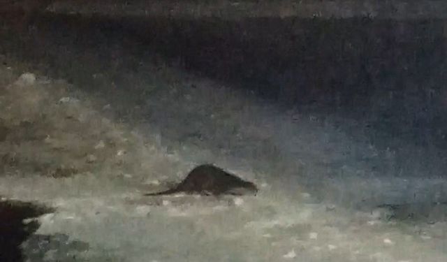 Buz tutan Çoruh'ta su samuru heyecanı: Vatandaşlar 'gel gel' diye seslendi