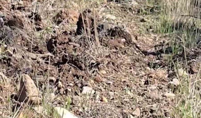 Çanakkale'de tedavisi tamamlanan kirpi doğaya salındı