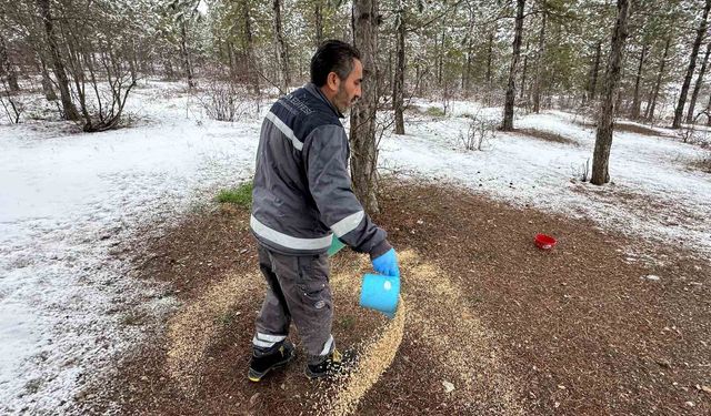 Çorum Belediyesi yaban hayvanlarını unutmadı