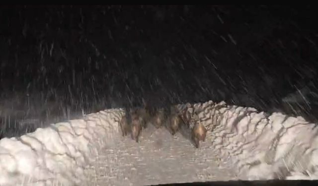 Domuz sürüsü yol açma çalışması yapan ekibin önünde ilerledi