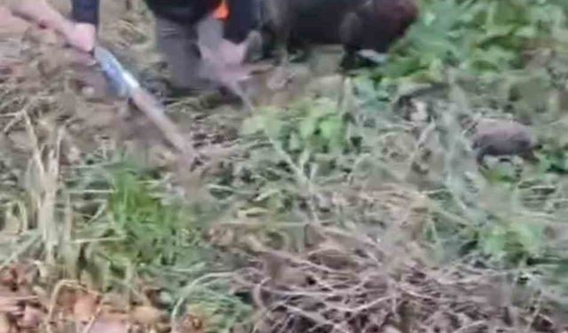 Domuzun saldırısından avcı arkadaşları kurtardı