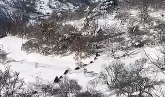 Elazığ'da domuz sürüsü görüldü