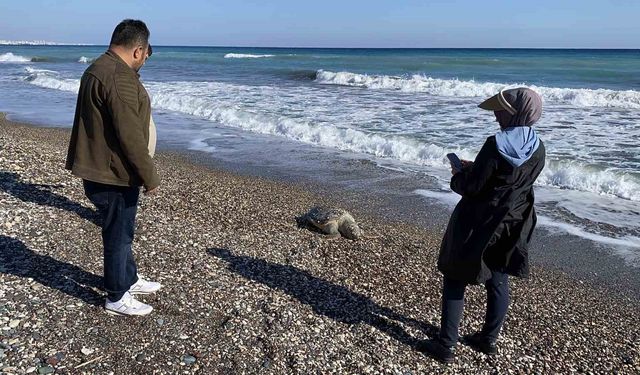 Erdemli sahilinde üzücü manzara: 2 günde 2 caretta caretta telef oldu