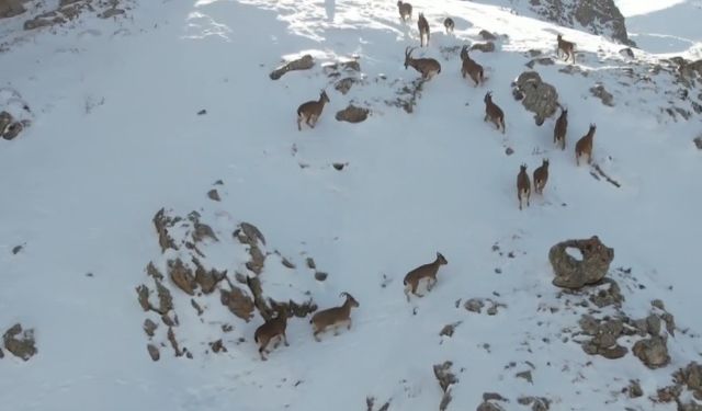 Erzincan'da dağ keçileri karlı arazide yiyecek ararken görüntülendi
