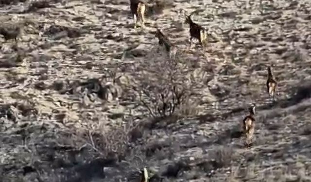 Eskişehir'de görüntülenen 8 geyik hayran bıraktı