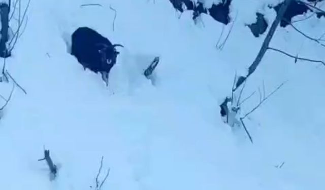İş makinesi operatörü karda kaybolan keçiyi sahiplerine ulaştırdı