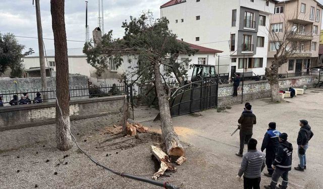 İznik'te okulların tatil olması faciayı önledi..Dev ağaç okul bahçesine devrildi