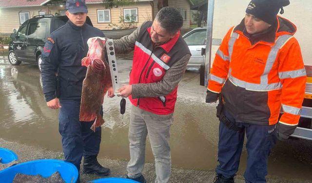 Kaçak avcılık operasyonunda 500 kalkan balığına el konuldu